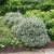 Hippophae rhamnoides Hikul, Havtorn