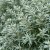 Hippophae rhamnoides Hikul, Havtorn