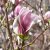 Magnolia March Til Frost, Magnolia