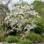 Magnolia stellata, Stjärnmagnolia