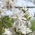 Magnolia stellata, Stjärnmagnolia