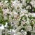 Malus Red Sentinel