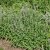 Nepeta faassenii Gletschereis