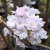 Prunus serrulata Amanogawa, Pelarkörsbär, 60-100 C6