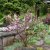 Prunus cistena, Svartplommon