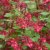 Ribes sanguineum Koja