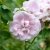 rugosa Martin Frobisher, Kanadensisk Buskros, C4