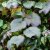 Vitis coignetiae, Rostvin
