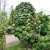 Vitis coignetiae, Rostvin