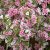 Weigela florida Nana Variegata, Rosenprakttry