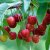 Prunus avium Regina