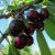 Prunus avium Regina E