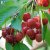 Prunus avium Regina E