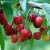 Prunus avium Regina E