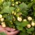 Fragaria vesca Snövit, Vit Smultron