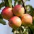 Malus domestica Trulsa ® E
