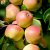 Malus domestica Trulsa ® E