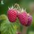 Rubus idaeus Veten E, Hallon, C2