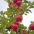Malus domestica Discovery E
