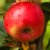 Malus domestica Discovery E