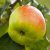 Malus domestica Filippa E