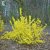 Forsythia x intermedia Freja E, Hybridforsythia, busk C3,5