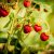 Fragaria moschata Askungen, Parksmultron