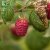 Rubus idaeus Laszka E, Hallon, C2