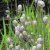 Anemone multifida Rubra, Flikanemon, C11cm