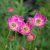 Anemone multifida Rubra, Flikanemon, C11cm