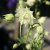 Aquilegia vulgaris Green Apples