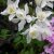 Aquilegia hybr. Spring Magic White, Pastellakleja