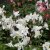 Aquilegia hybr. Spring Magic White, Pastellakleja