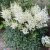 Astilbe japonica Ellie, Silverastilbe