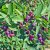 Amelanchier lamarckii Fk Ultuna, Prakthäggmispel, busk C3,5