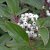 Cornus sericea Farba E, Videkornell, busk C3,5