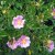 Rosa carolina Gunnel E