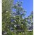 Sorbus Astrid E