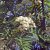 Sorbus Astrid E