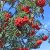 Sorbus aucuparia Västeråker E