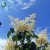 Syringa reticulata Enskede E, Ligustersyrén