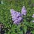 Syringa vulgaris Norrfjärden, Ädelsyrén