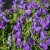 Campanula pulla