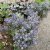 Eryngium planum Blue Hobbit, Rysk Martorn