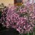 Gypsophila paniculata Flamingo, Brudslöja, P9cm