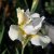 Iris sanguinea Snow Queen