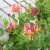 Lonicera x heckrottii