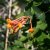Lonicera periclymenum Mandarin