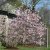 Magnolia x loebneri Leonard Messel, Hybridmagnolia