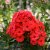 Phlox paniculata Orange Perfection, Höstflox